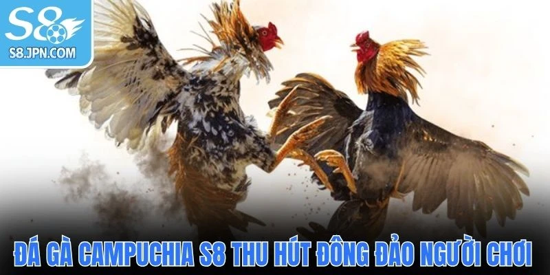 Đá gà Campuchia S8 thu hút đông đảo người chơi