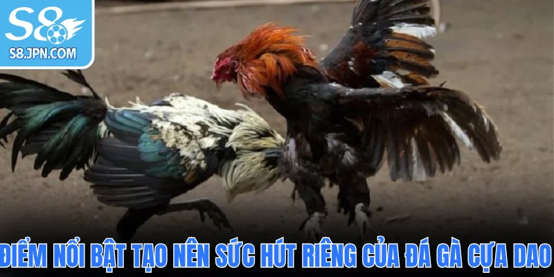 Điểm nổi bật tạo nên sức hút riêng của đá gà cựa dao