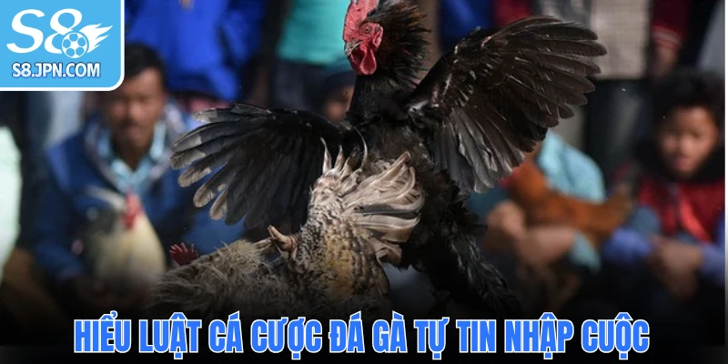 Hiểu luật cá cược đá gà tự tin nhập cuộc