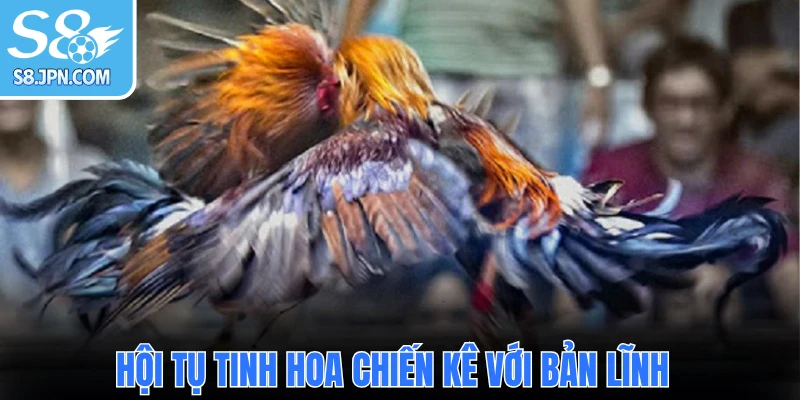 Hội tụ tinh hoa chiến kê với bản lĩnh 