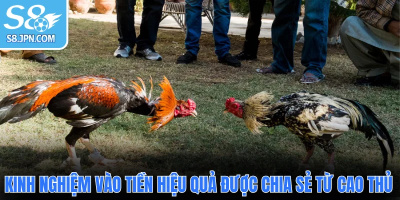 Kinh nghiệm vào tiền hiệu quả được chia sẻ từ cao thủ