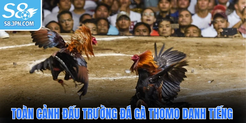 Toàn cảnh đấu trường đá gà Thomo danh tiếng