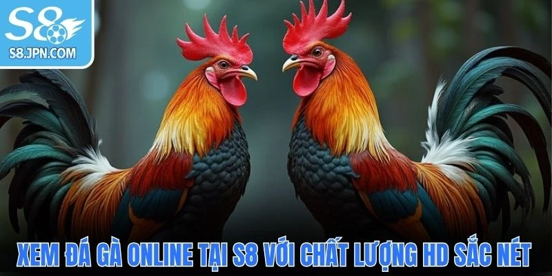 Xem đá gà online tại S8 với chất lượng HD sắc nét